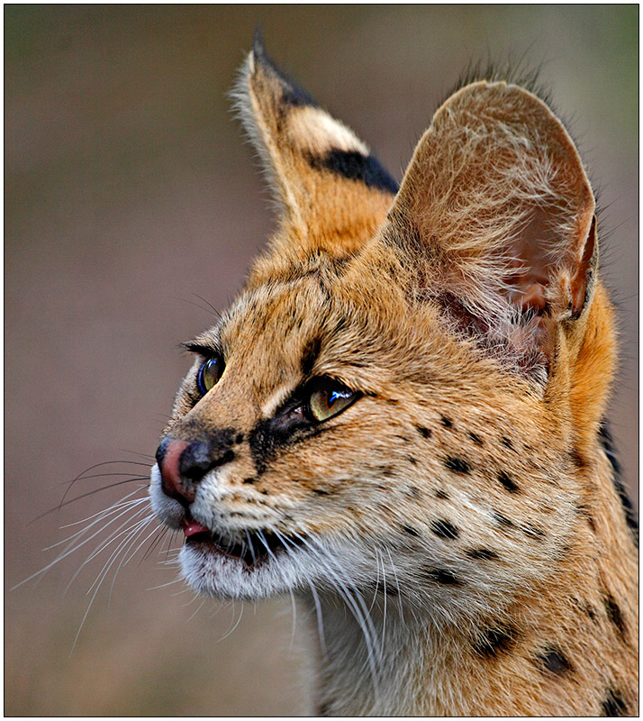 Alert serval