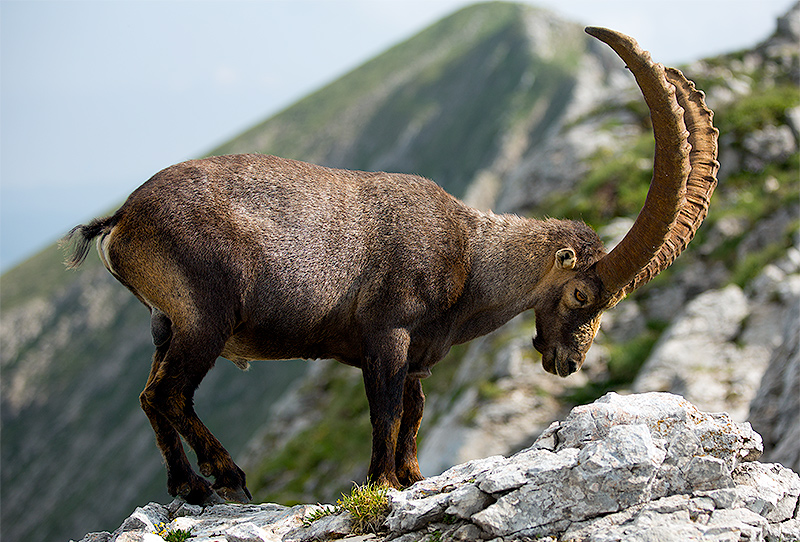 Capra ibex from Vercors