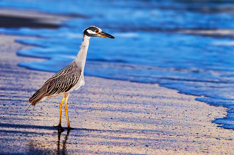Night Heron