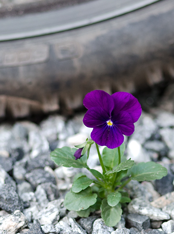 Return of the Self-Seeded Pansy