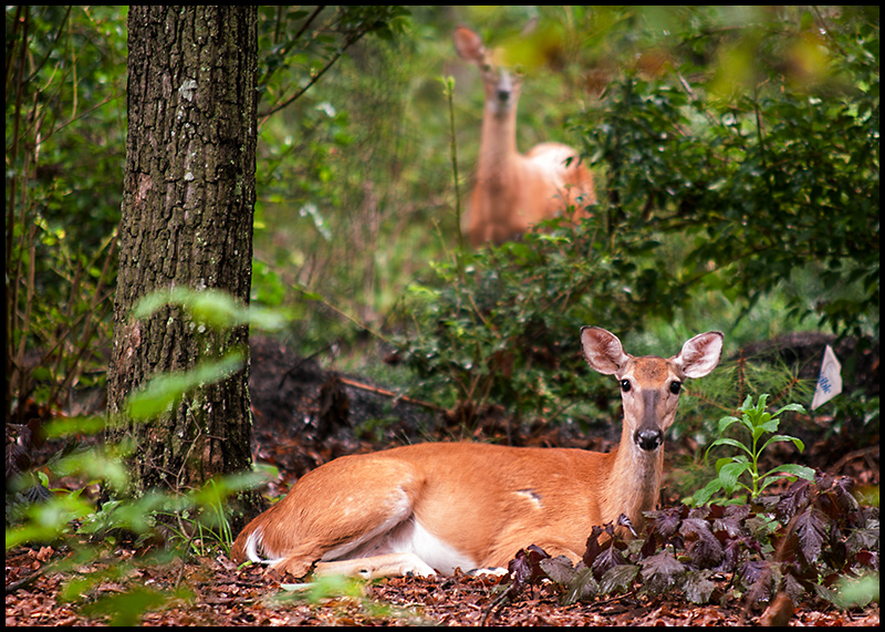 Wary Neighbors