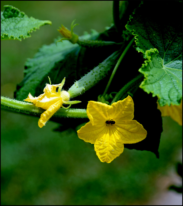 The Pickle Pollinator