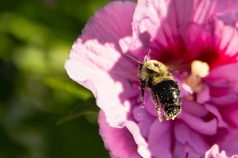 Flight of the Bumblebee