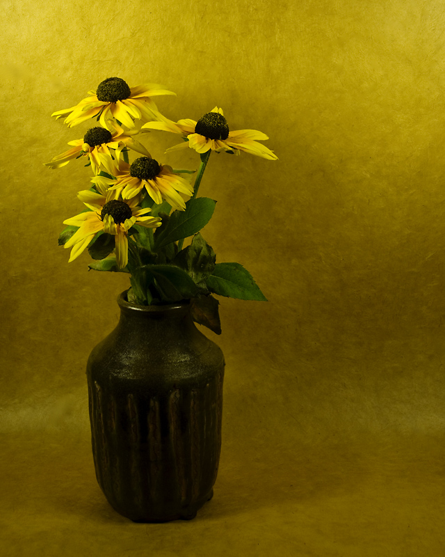 RudbeckiaII