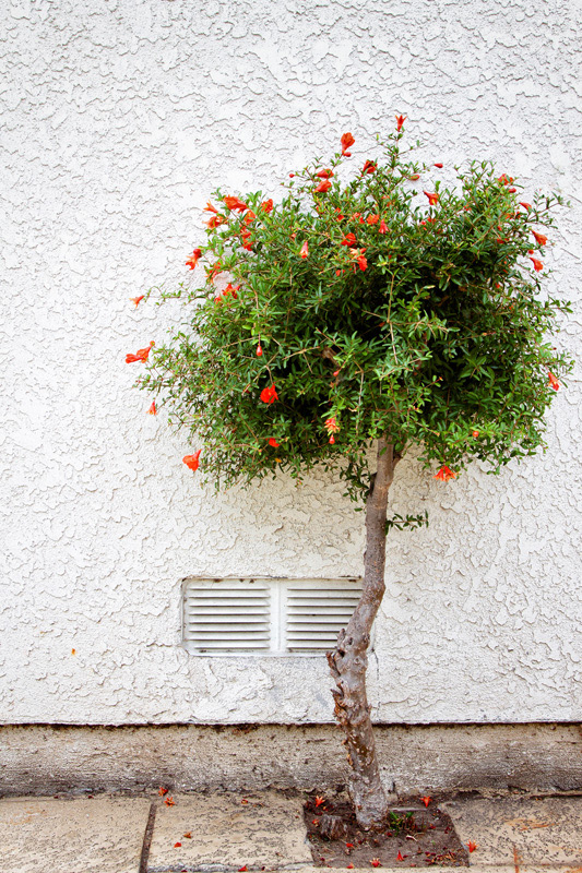 Little Tree and Vent