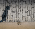 The Unsettled Dust