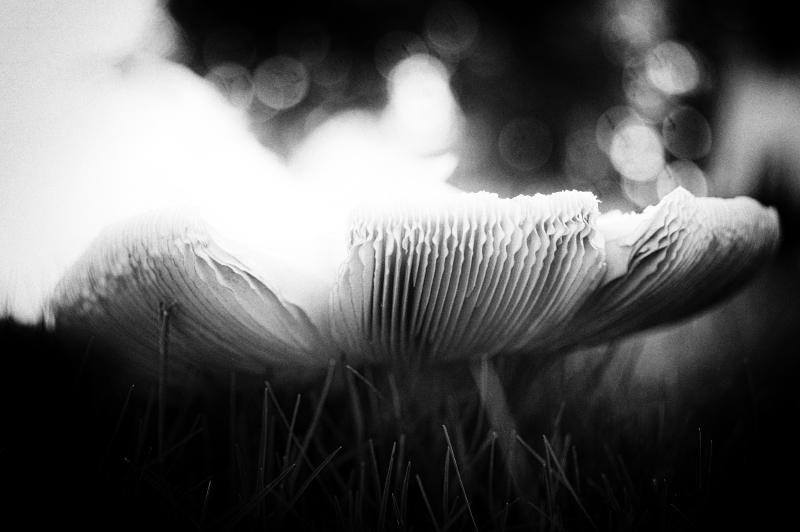 Lawn Mushroom