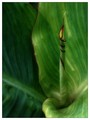 Nature's Candle