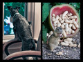 Squirrel !!!!!!