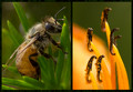 Apis and Hemerocallis