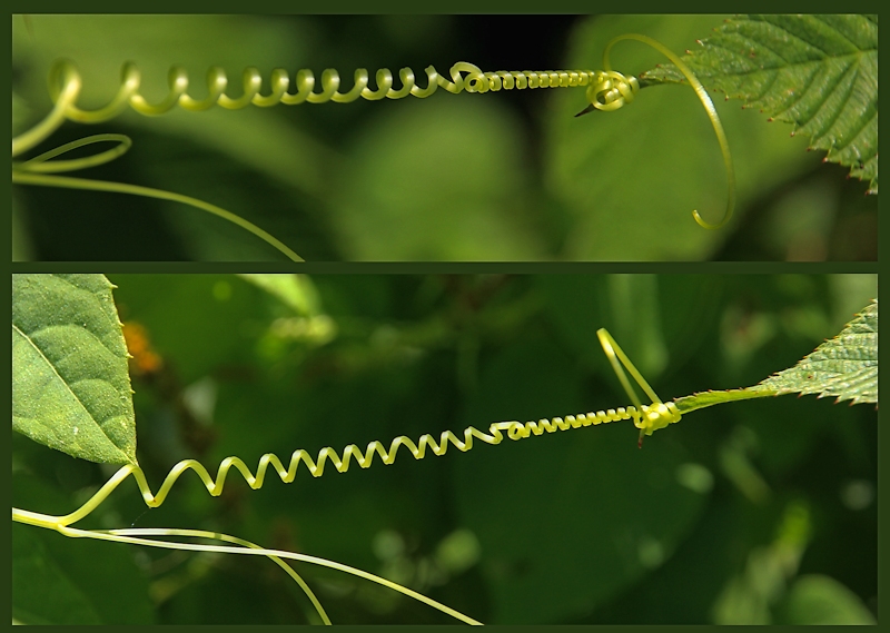 Tendrils