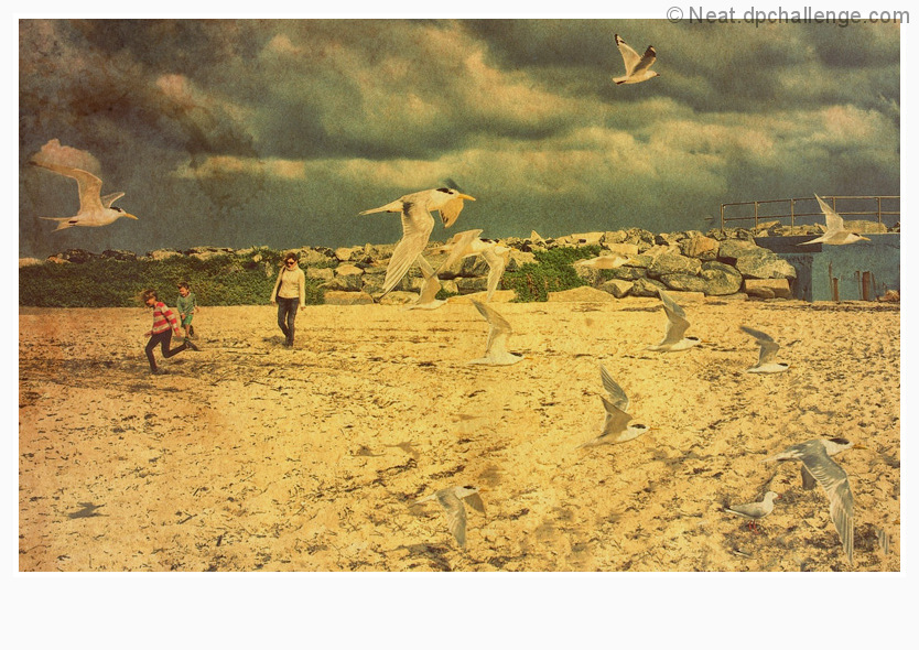 The arrival of the birds