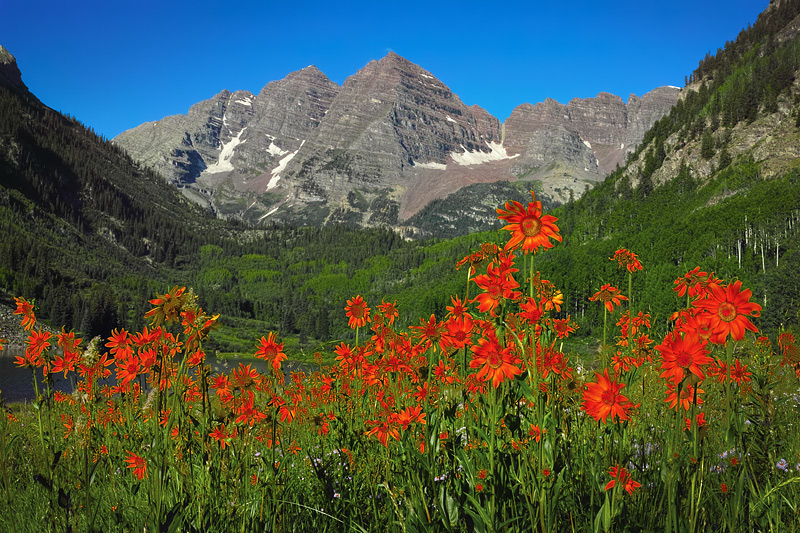 Summer WIld Red