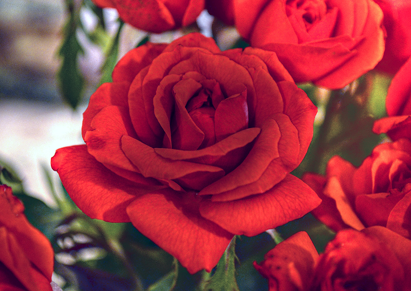 Roses