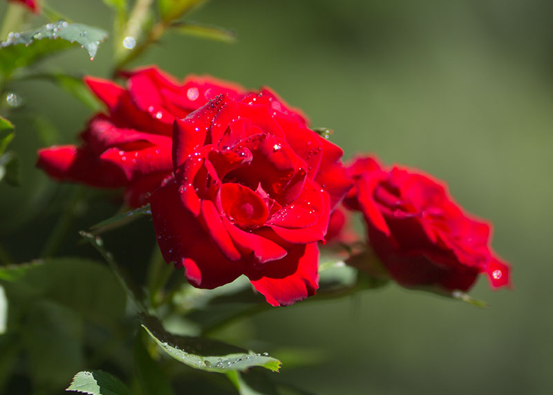 Red Rose
