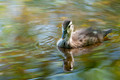 Fuzzy wuzzy was a ...duck? Congrats on 1000!