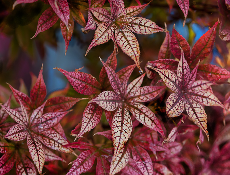 Maple Leaves