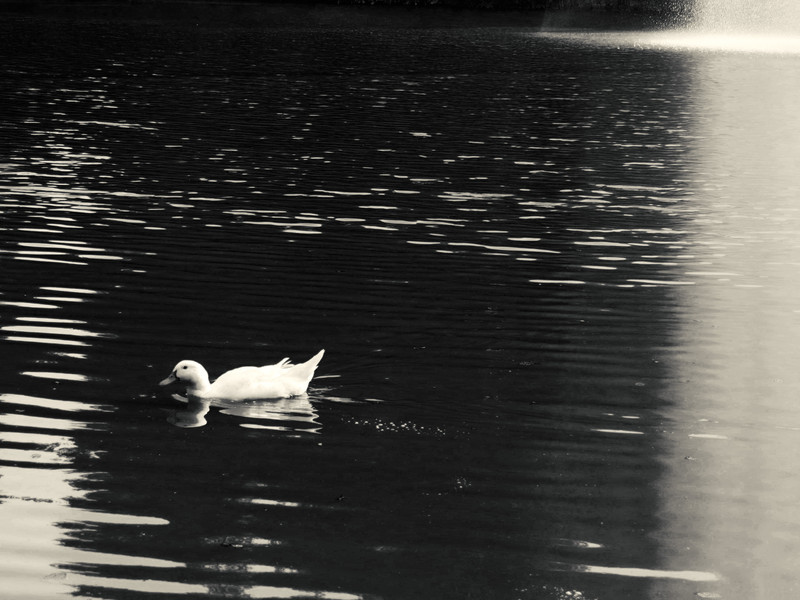 Black Swan