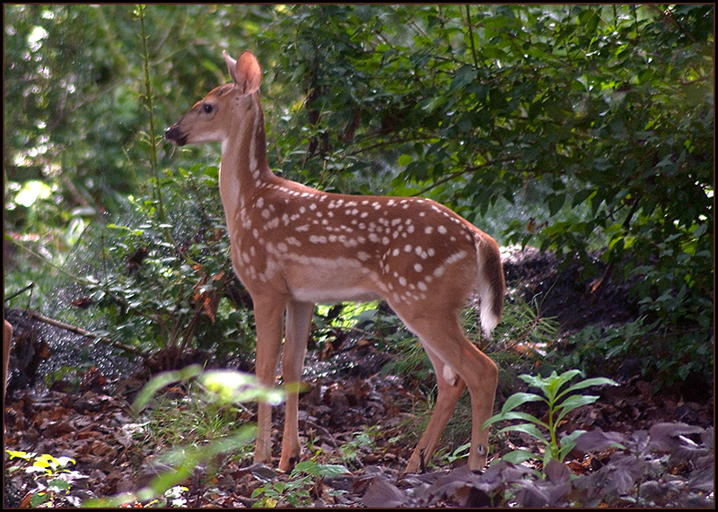 This year's fawn