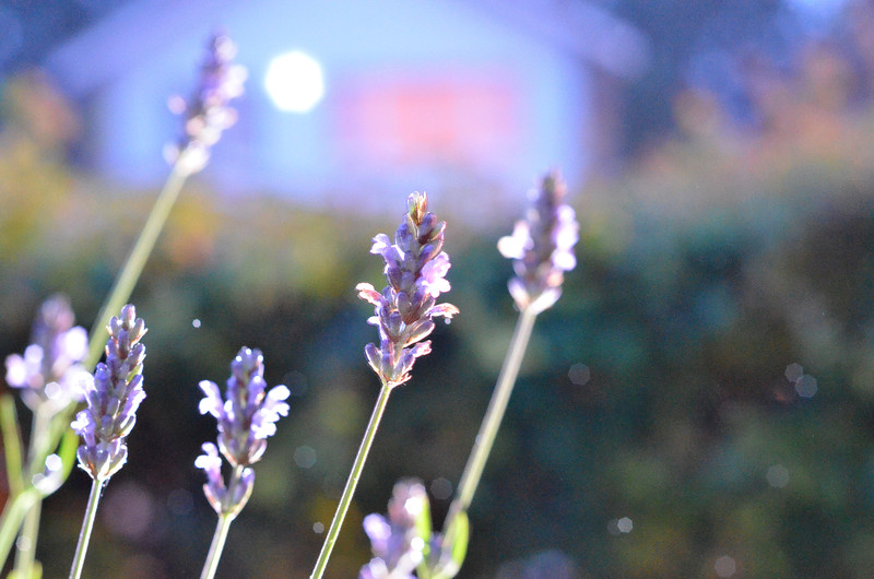 Lavender in the garden