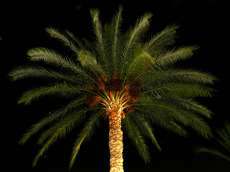 Palm Tree at Night