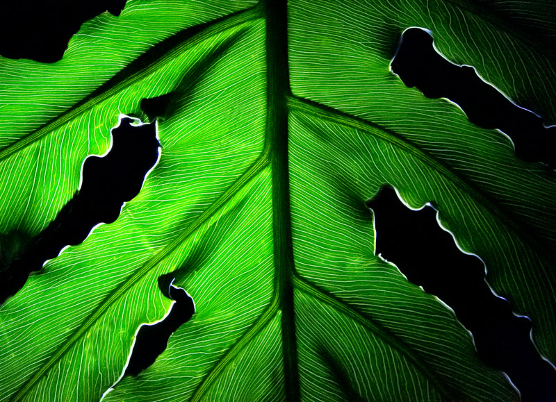 Elephant Leaf Green