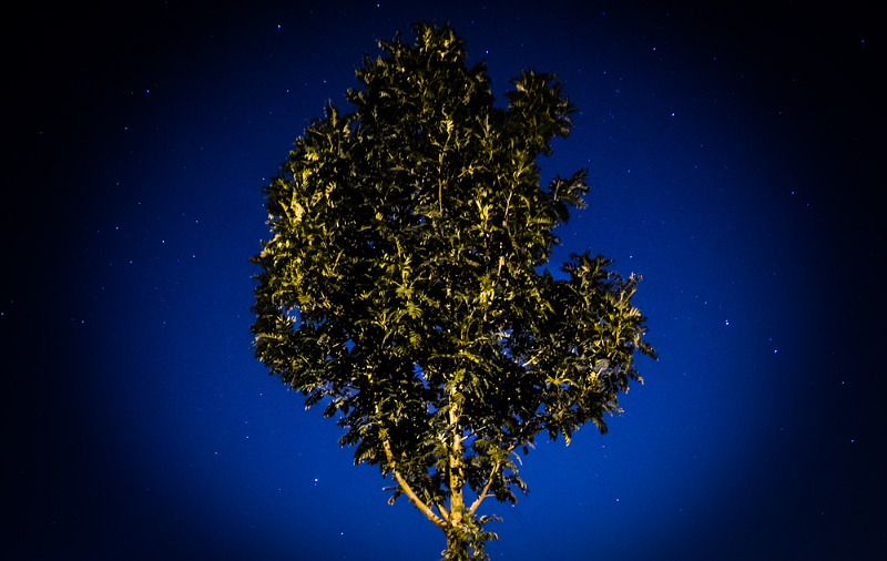One tree and a handful of stars