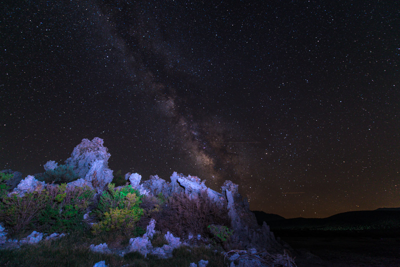 Flora and Fauna Under a Milky Way