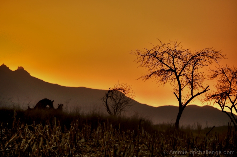 Story of an African farm