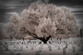 After Forever. The Sabbath Tree
