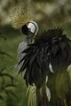 Crowned Crane