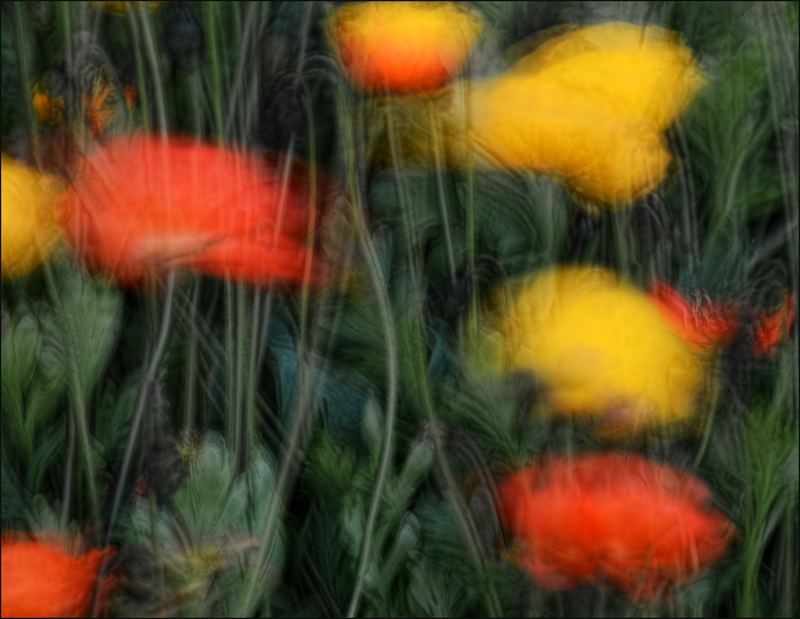 Poppies in the Wind