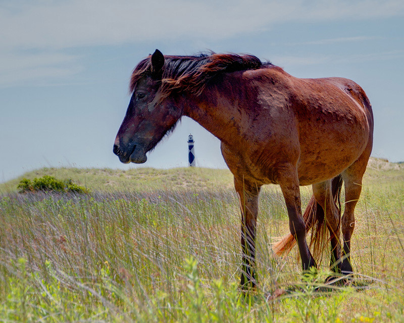 Wild Horse at Cape Lookout - Lighthouse for my Soul