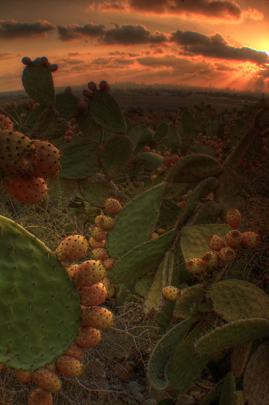 Thorny Wilderness 2