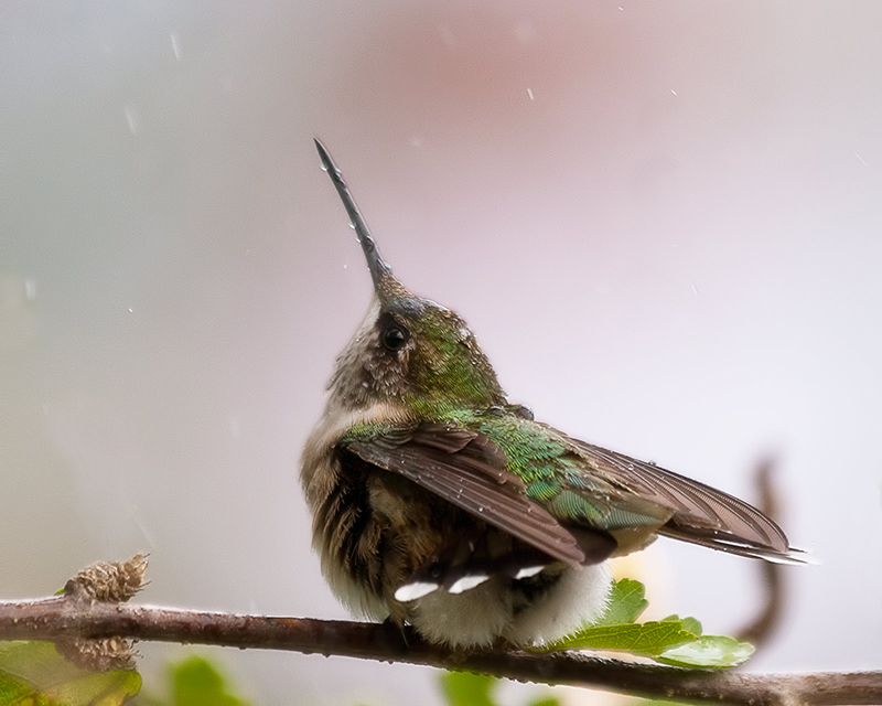 Rain Drops