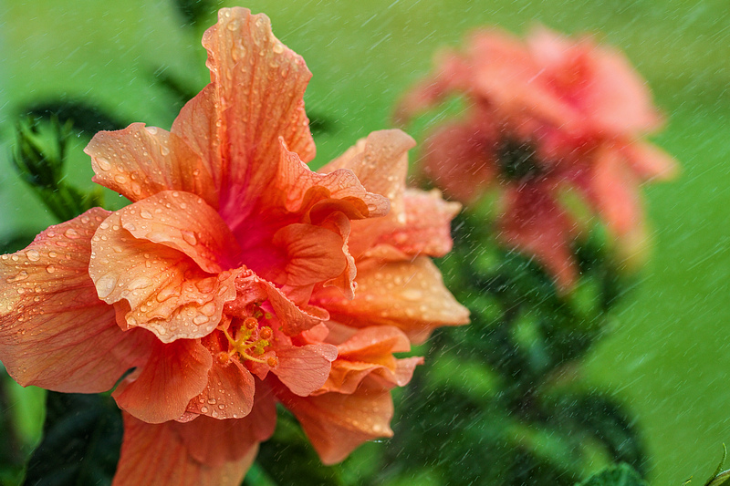 Hibiscus Showers