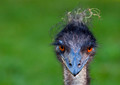 The look!