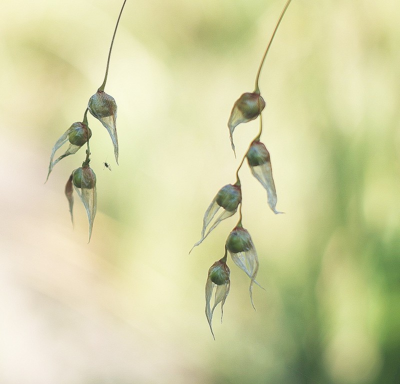 Dierama
