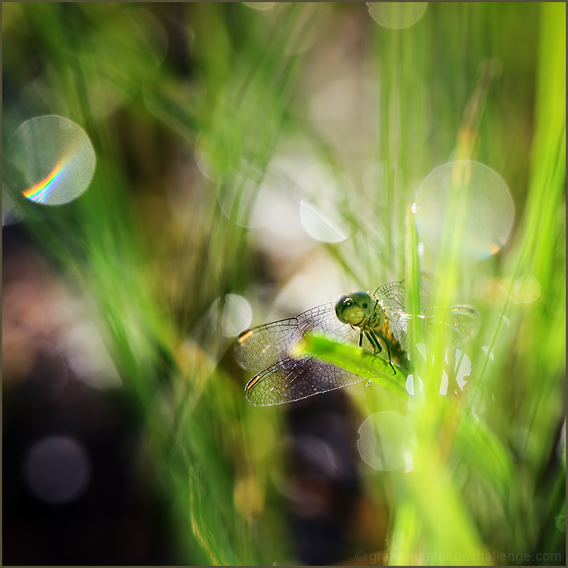 splendor in the grass