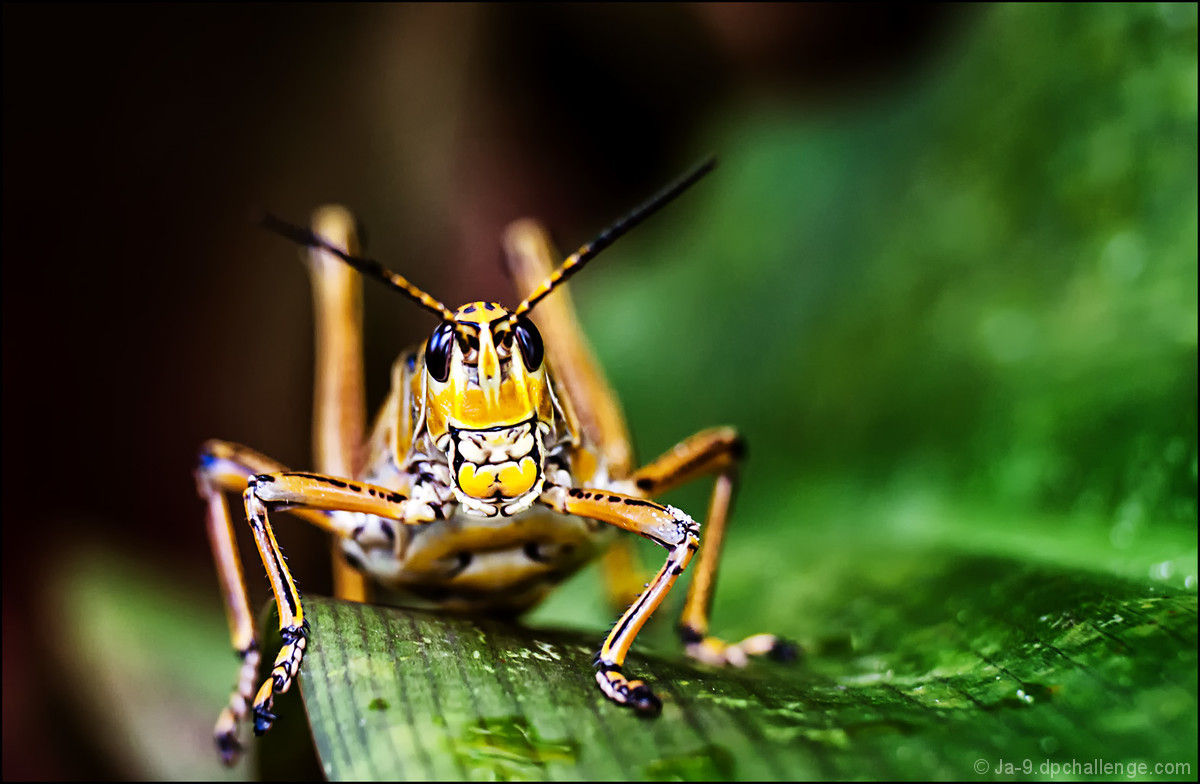 It's a bug-eat-bug world out there, princess.