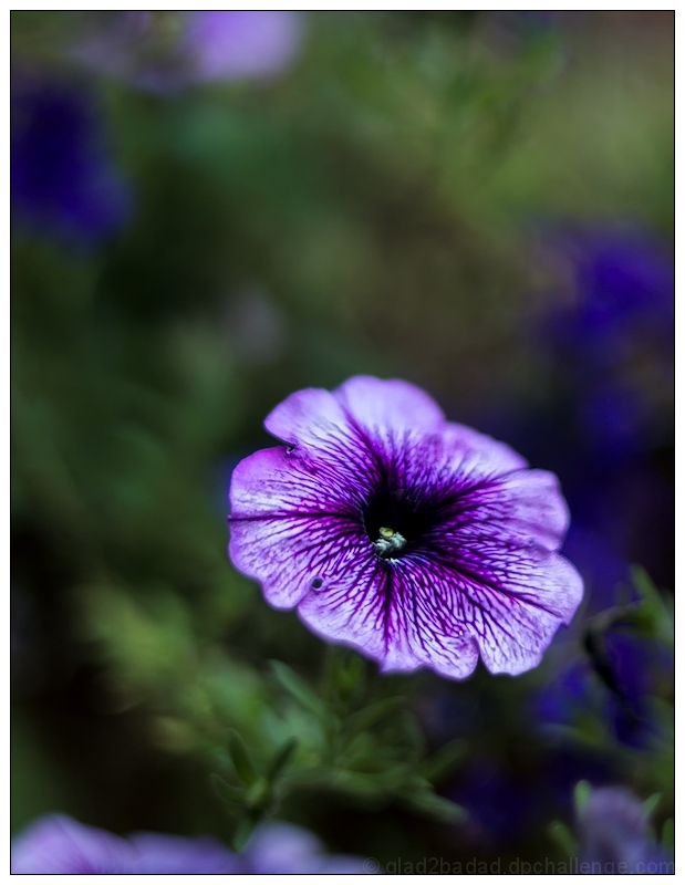 Petunia with a hint of Impressionism