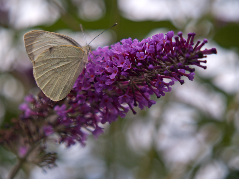 Cabbage White