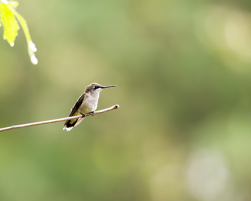 Perched