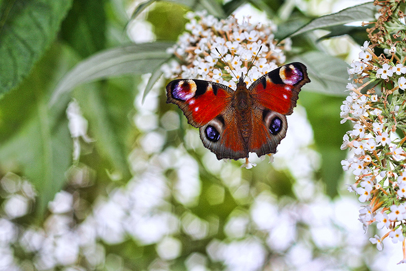 Butterfly on Buddleia