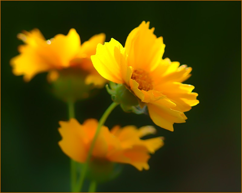 Coreopsis Trio