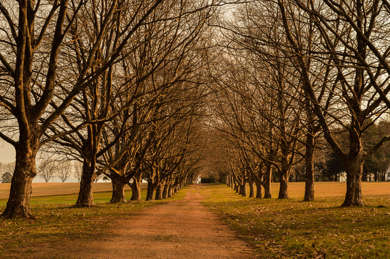 Autumn Path