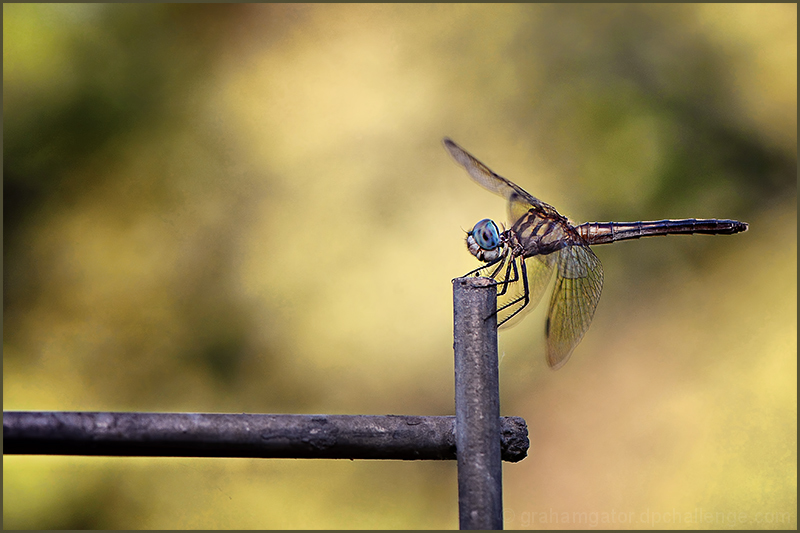 evening perch