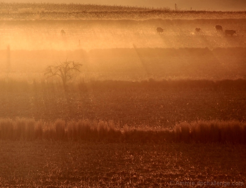 Cold Winter's Morning