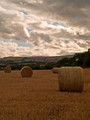 Harvest
