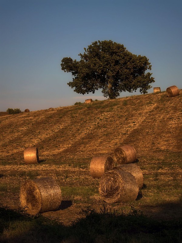 Rural Landscape